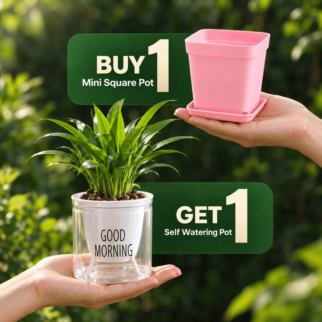 Gardening starter kit for beginners